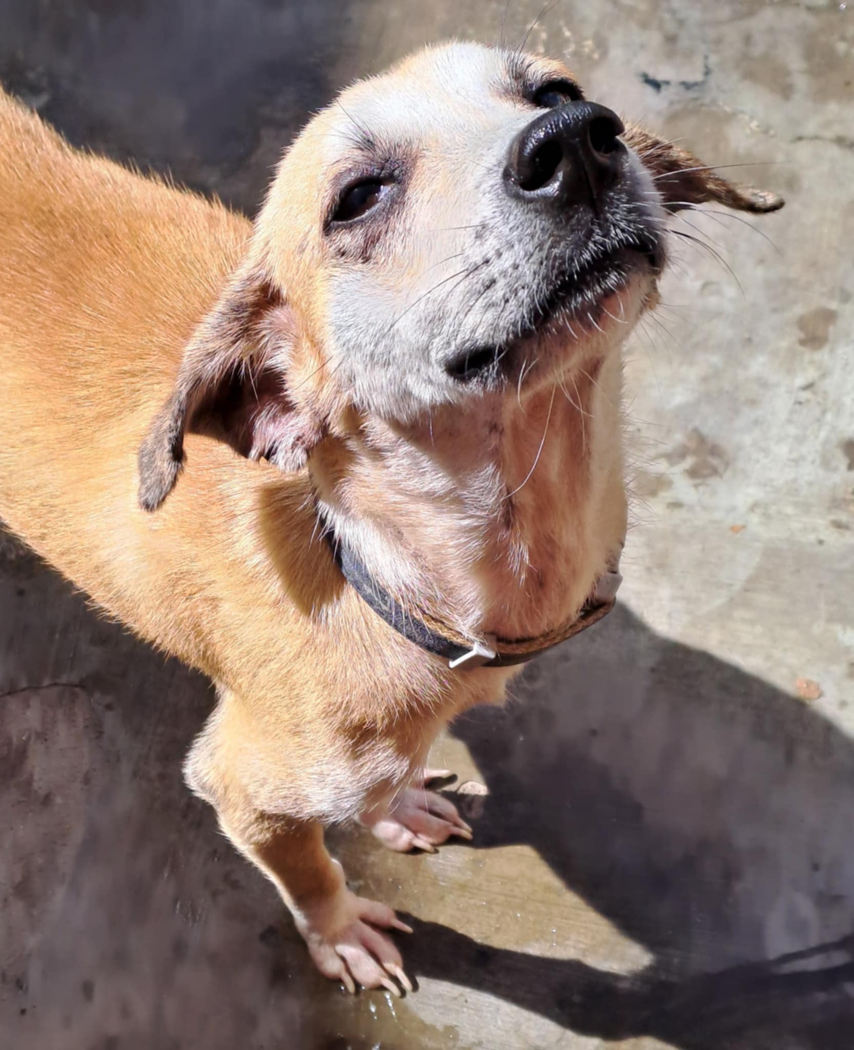 Tofu After Rescue