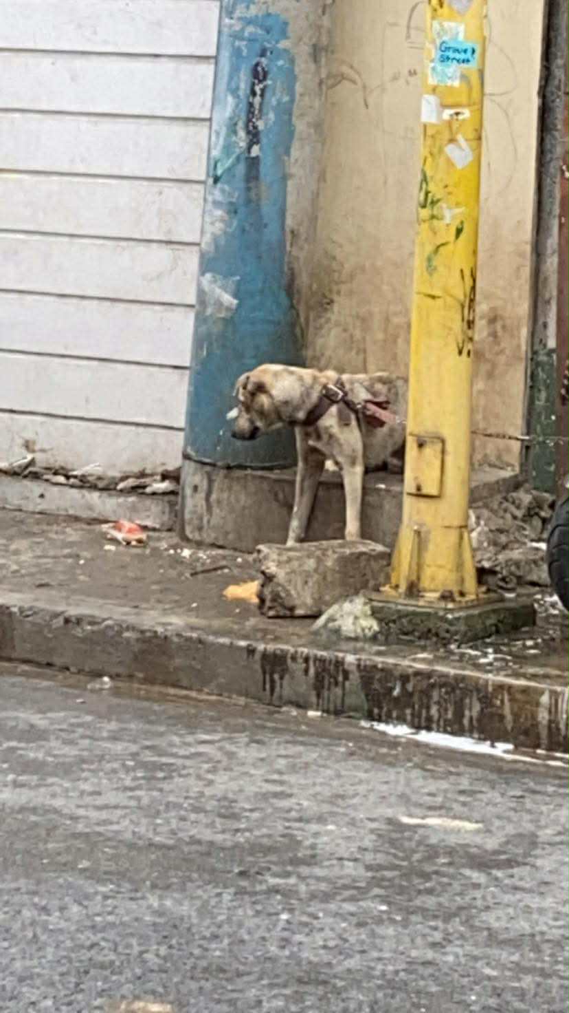 Brix Before Rescue