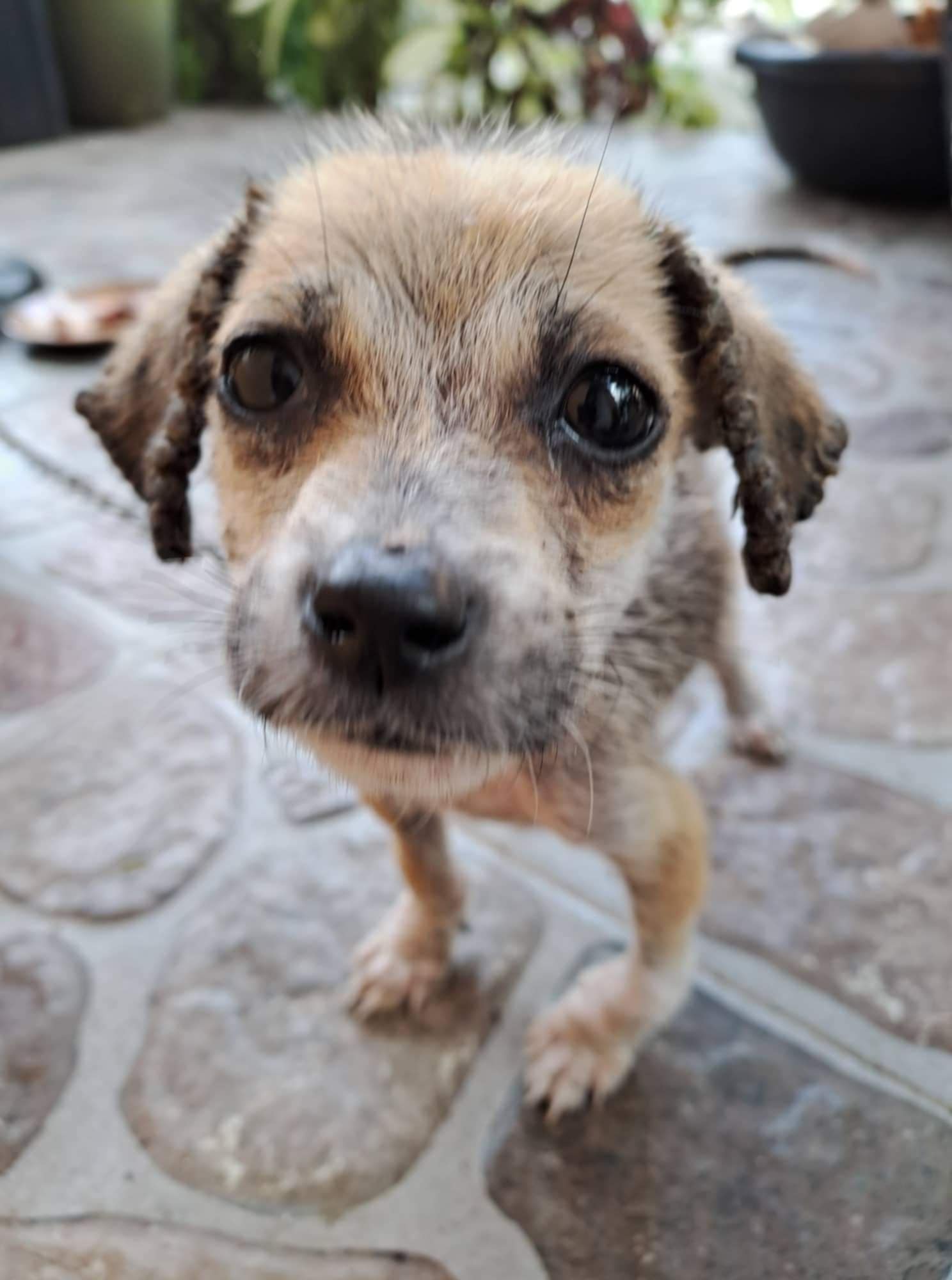 Tofu Before Rescue