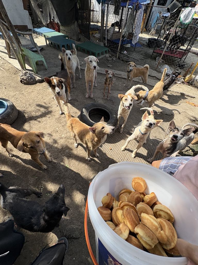 Rescue Team
